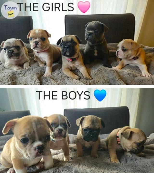 9 Adorable French Bulldog Puppies  - 3 - 1046480-1717424337_1