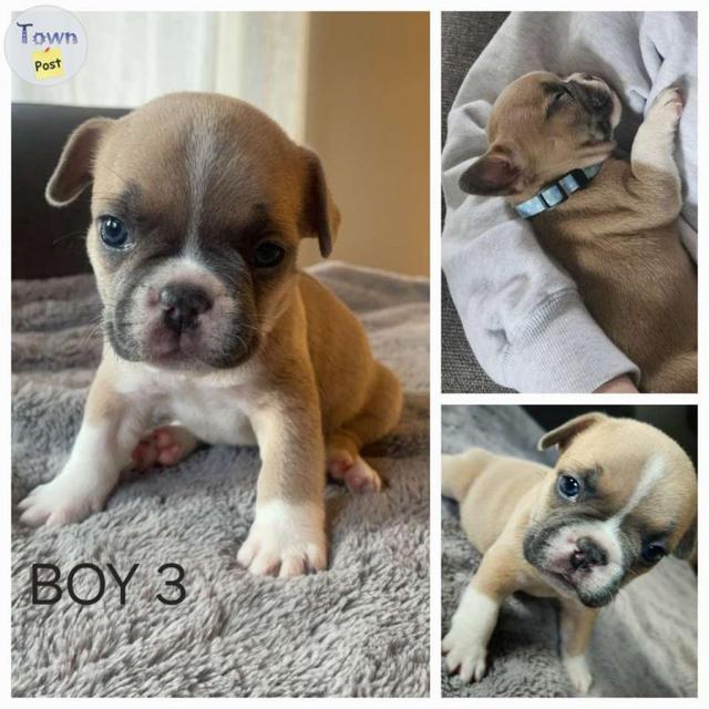 9 Adorable French Bulldog Puppies  - 12 - 1046480-1717424337_10