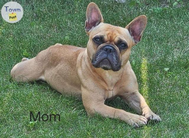 9 Adorable French Bulldog Puppies  - 13 - 1046480-1717424337_11