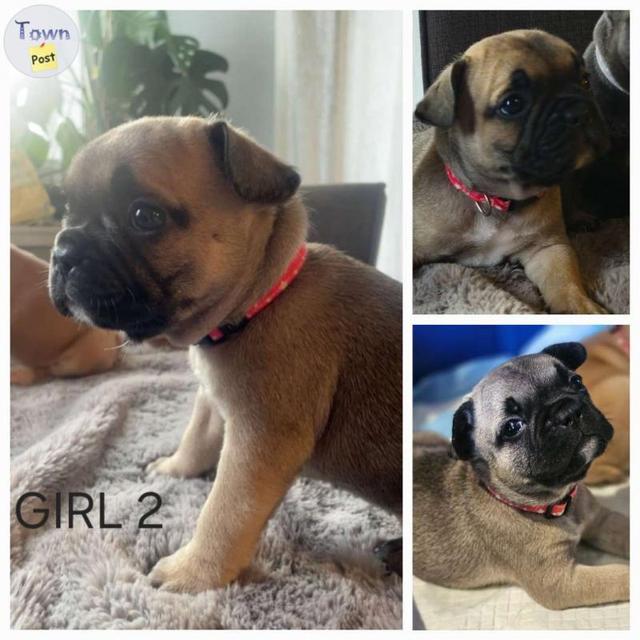 9 Adorable French Bulldog Puppies  - 5 - 1046480-1717424337_3