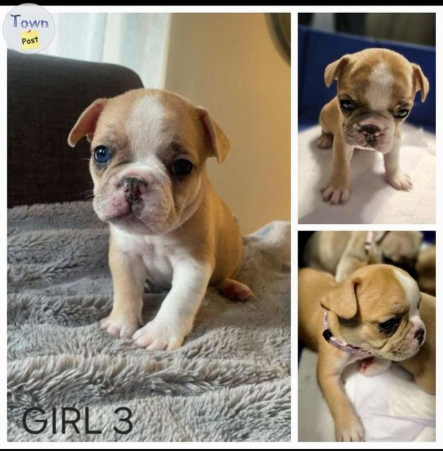 9 Adorable French Bulldog Puppies  - 6 - 1046480-1717424337_4