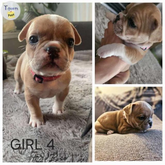 9 Adorable French Bulldog Puppies  - 7 - 1046480-1717424337_5