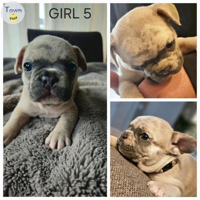 9 Adorable French Bulldog Puppies  - 8 - 1046480-1717424337_6