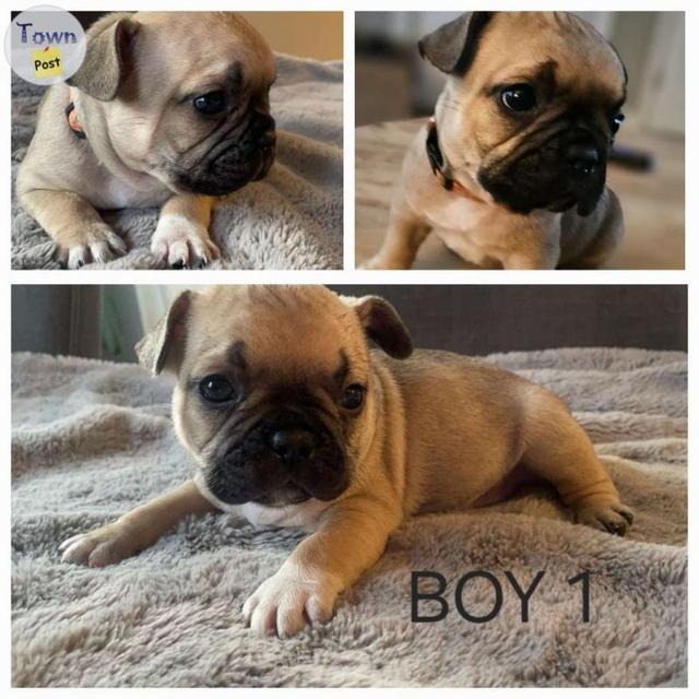 9 Adorable French Bulldog Puppies  - 9 - 1046480-1717424337_7