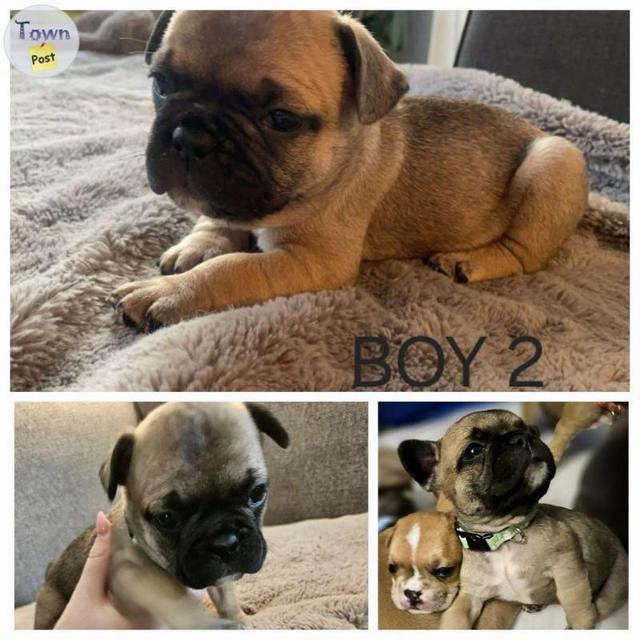 9 Adorable French Bulldog Puppies  - 10 - 1046480-1717424337_8