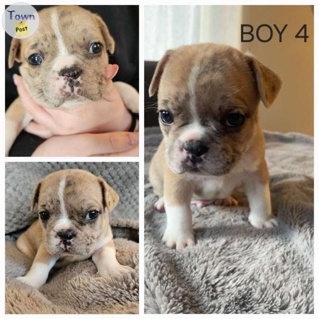 9 Adorable French Bulldog Puppies  - 11 - 1046480-1717424337_9