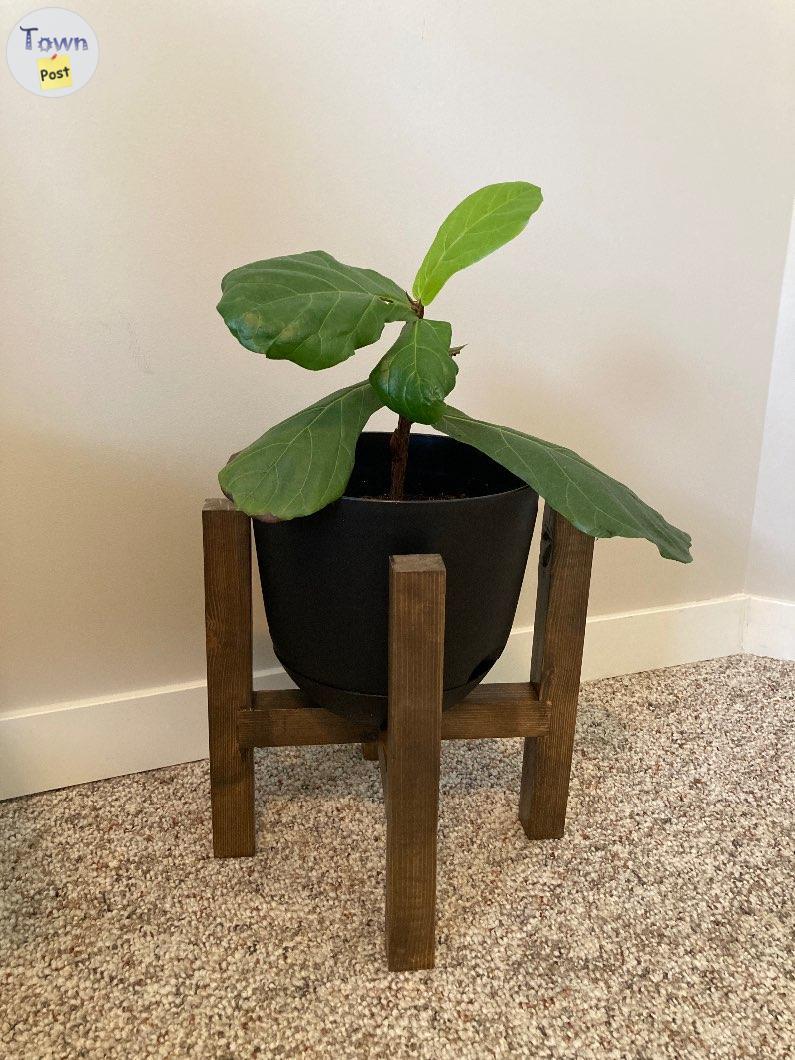 Photo of Fiddle Leaf Fig plant 