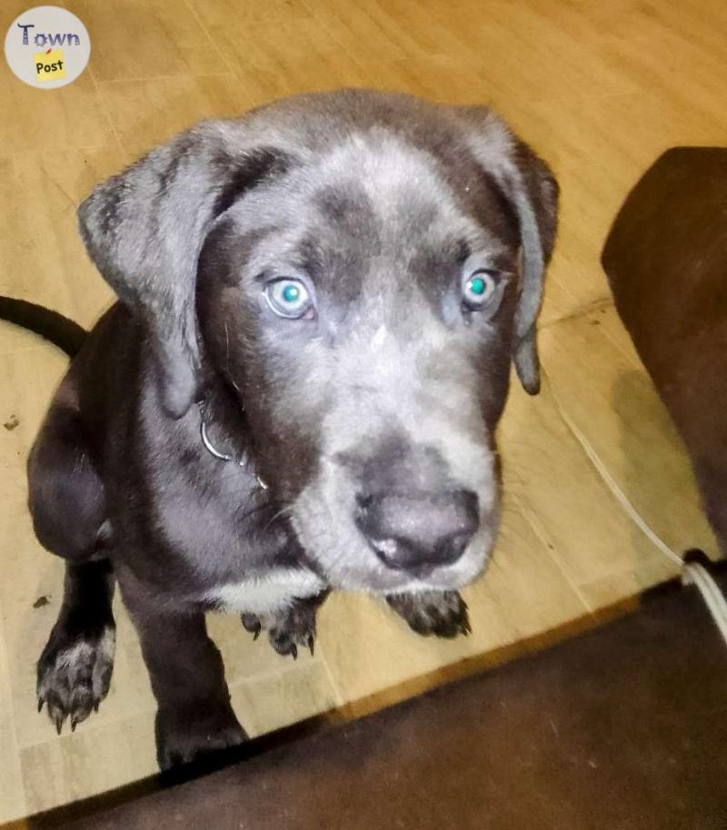 Photo of  blue nose pitbull 