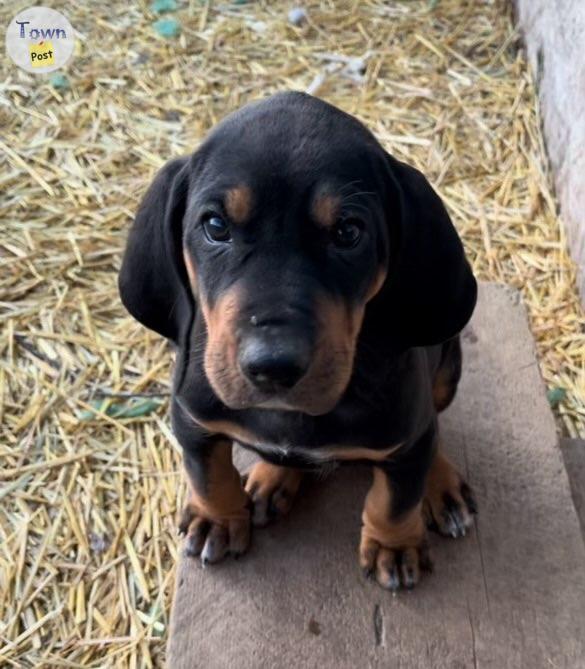 Photo of Black & Tan Coonhounds