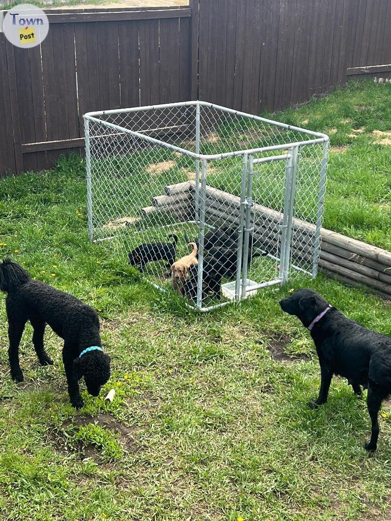 Photo of Labradoodles for adoption!!! Puppies