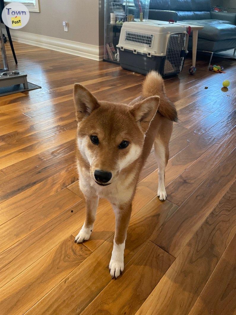 Photo of 7mo shiba inu