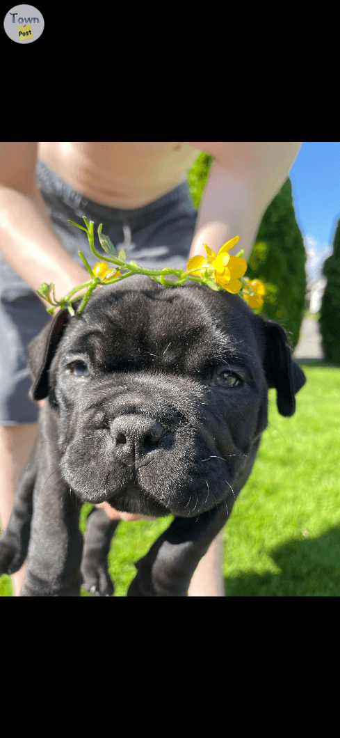 Photo of Male micro bully 8 weeks old 