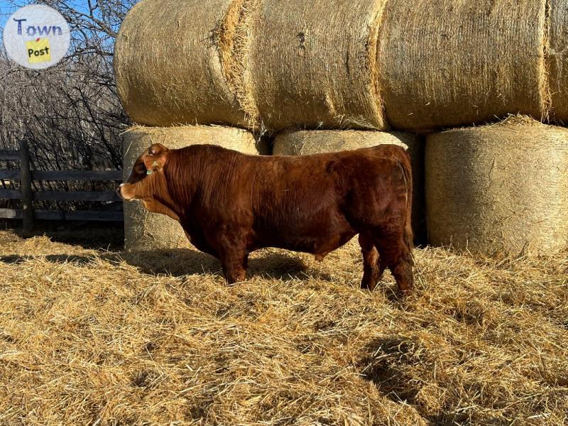 Photo of 2 year old Simmental bull for sale. 