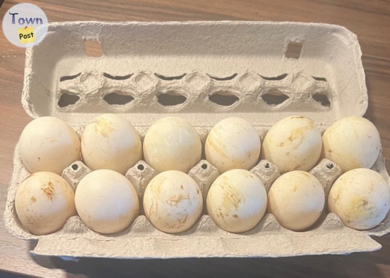 Photo of Duck Eggs