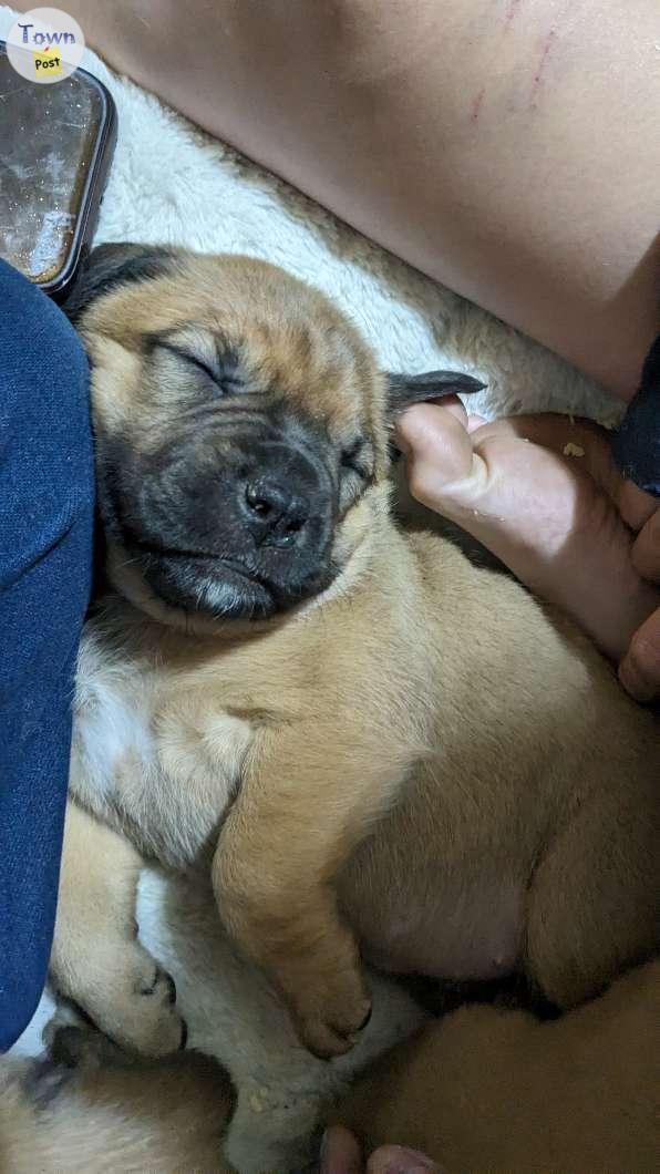 Photo of Purebred English Bullmastiff x Rottweiler Pyrenees puppies