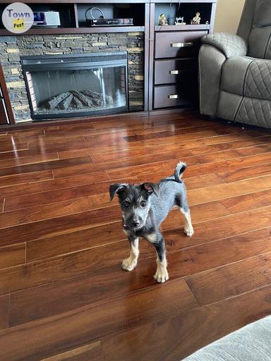 Photo of Chihuahua/terrier mix rescue pup - 2