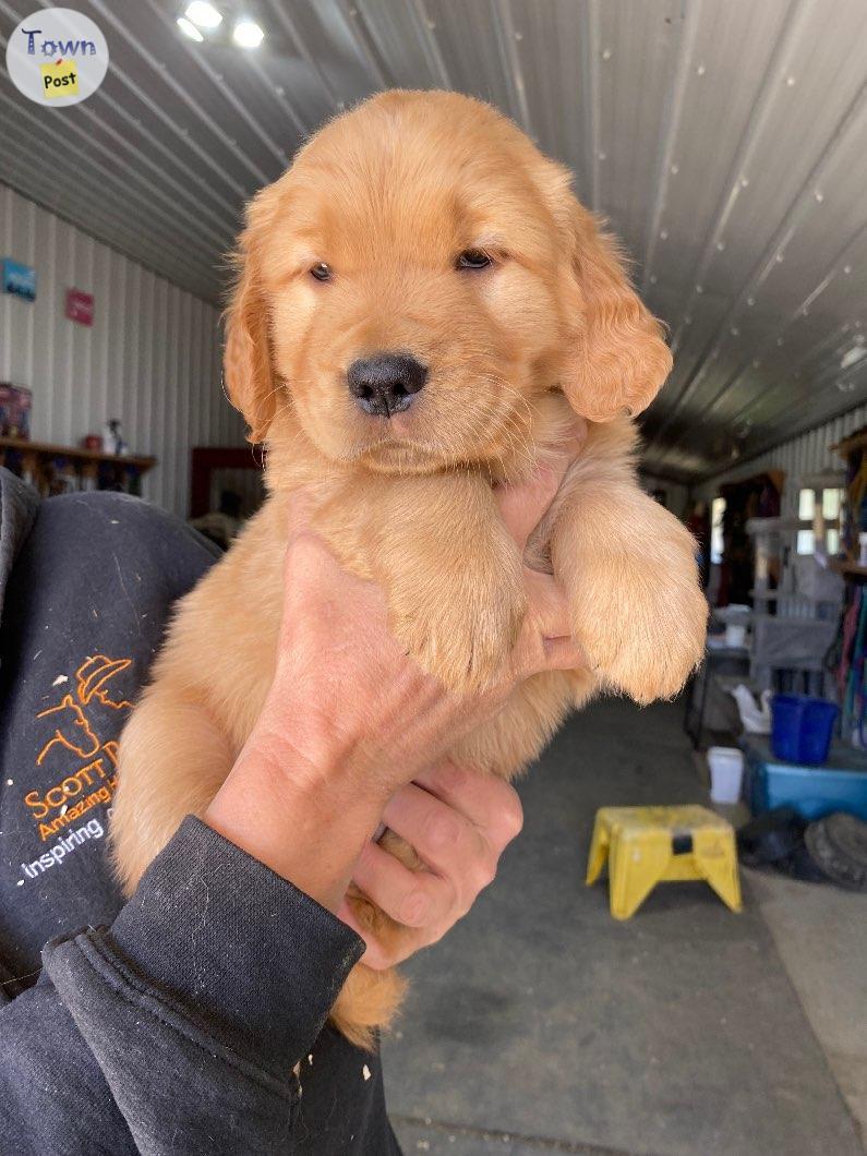 Photo of Beautiful sweet golden retriever pups