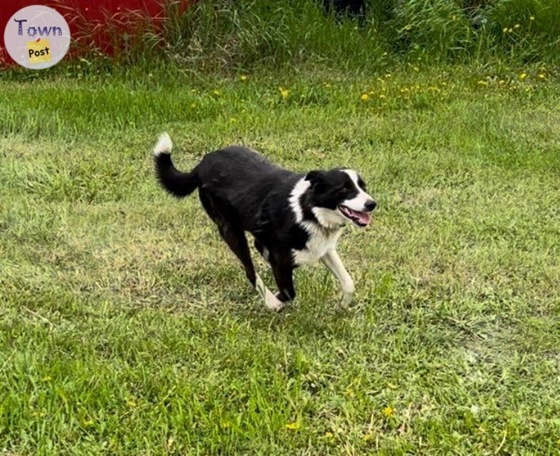 Photo of Female Border Collie 2.5 years