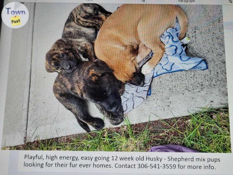 Photo of Husky Shepherd Puppies looking for homes