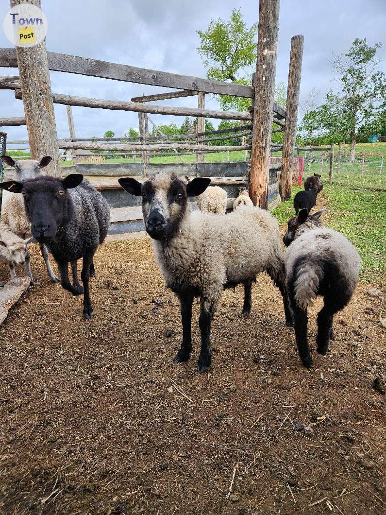 Photo of Wool sheep