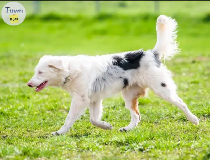 Photo of Special Australian Shepherd Boy