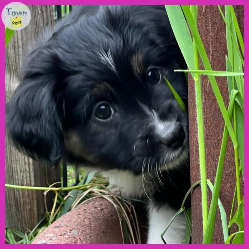 Photo of Toy Australian Shepherds 