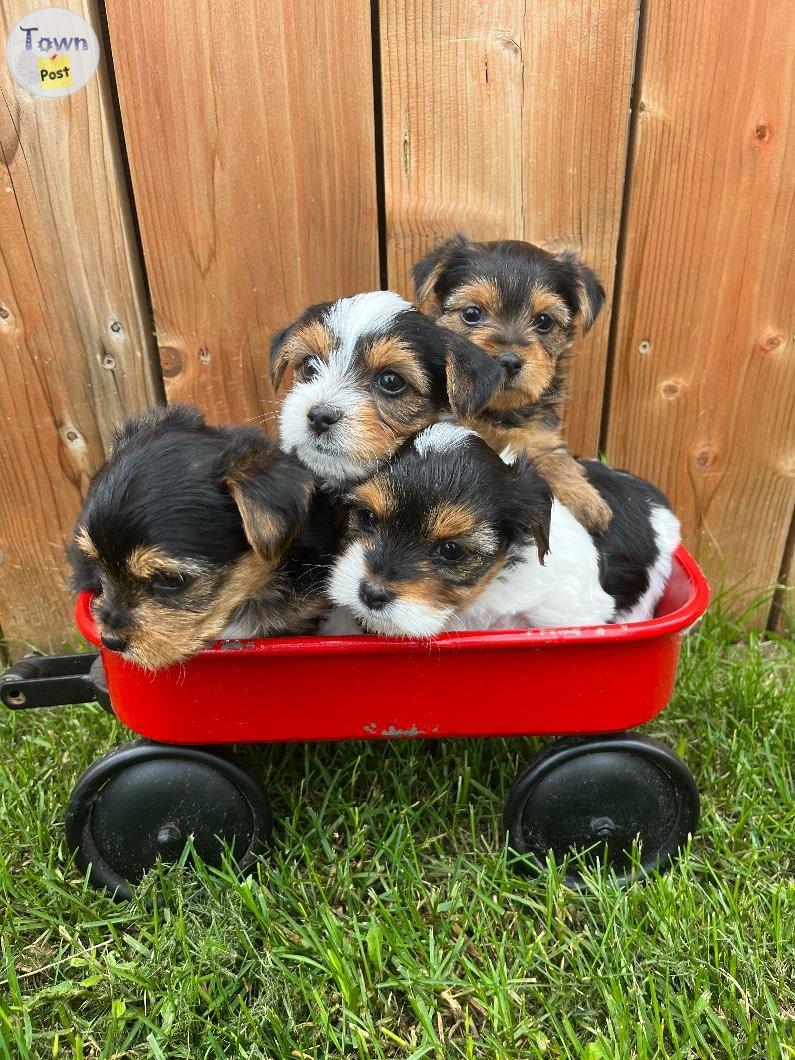 Photo of Yorkies to Rehome