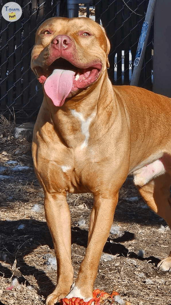 Photo of Male 3 year old pitbull for stud 