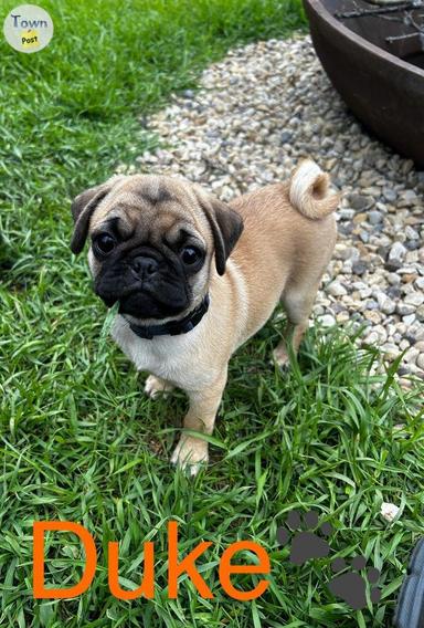 Photo of 2 beautiful Pug/Frenchies puppies - 1