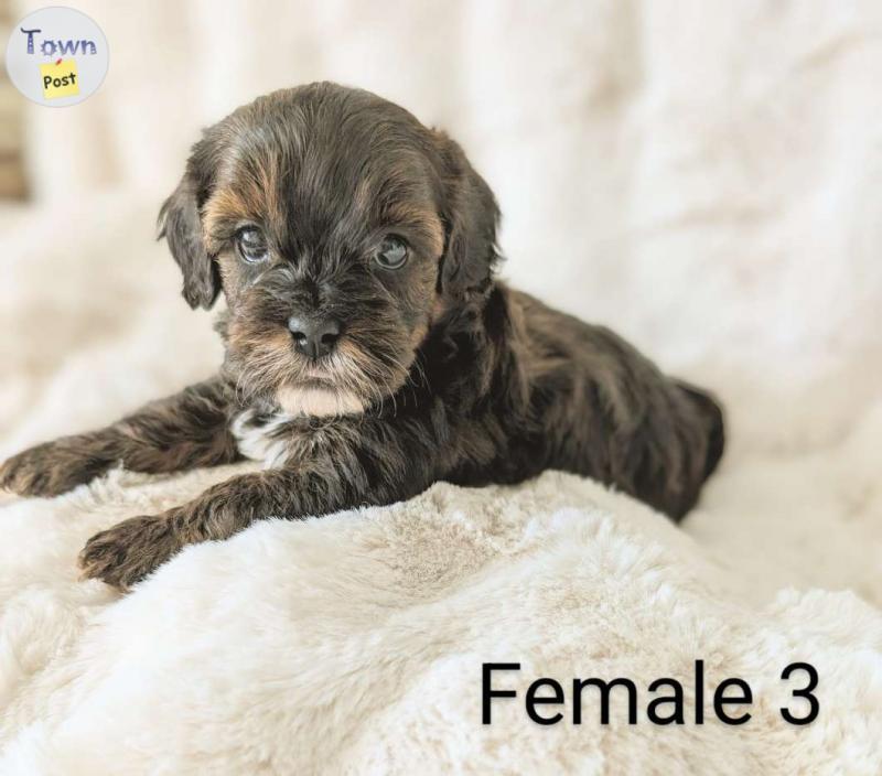 Photo of Gorgeous Shih Tzu/Mini Poodle Puppies 