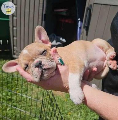 Photo of Adorable French Bulldog Puppies - 1