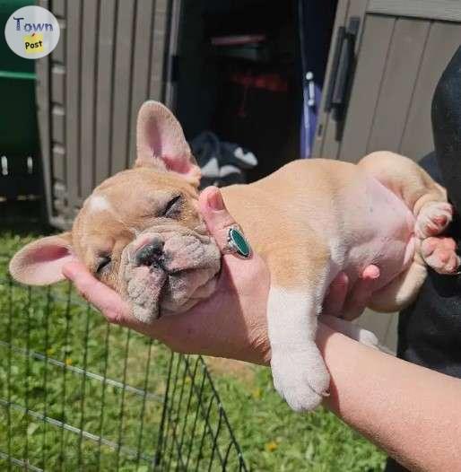 Photo of Adorable French Bulldog Puppies