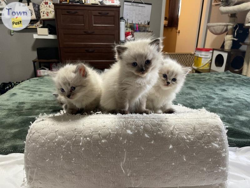 Photo of 4 true ragdoll kittens left ready for June 30th