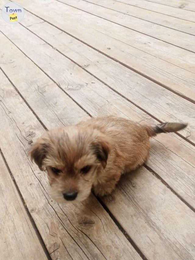 Photo of yorkie/cockapoo puppies