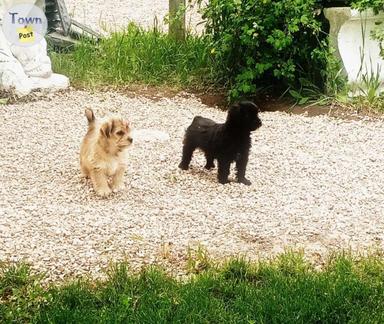 Photo of yorkie/cockapoo puppies - 2