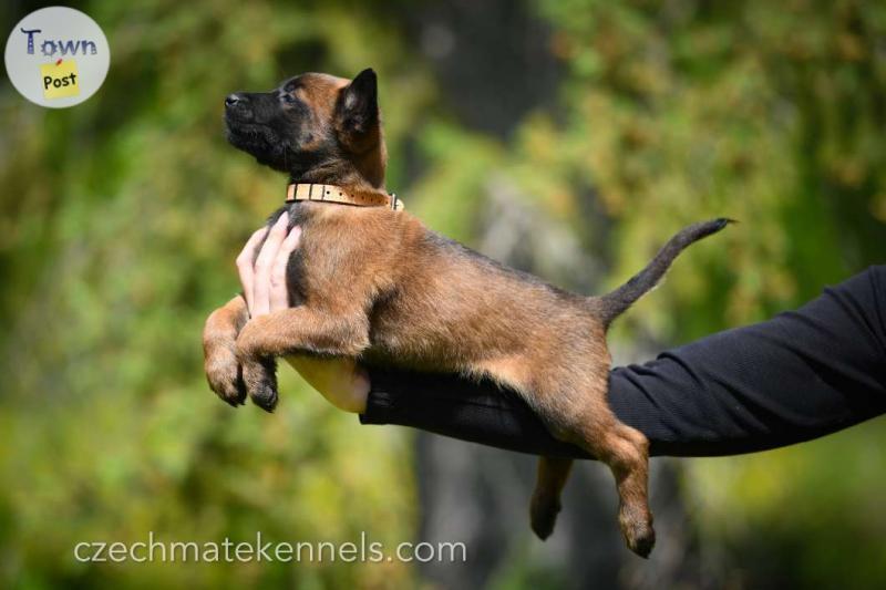 Photo of Malinois puppies for sale