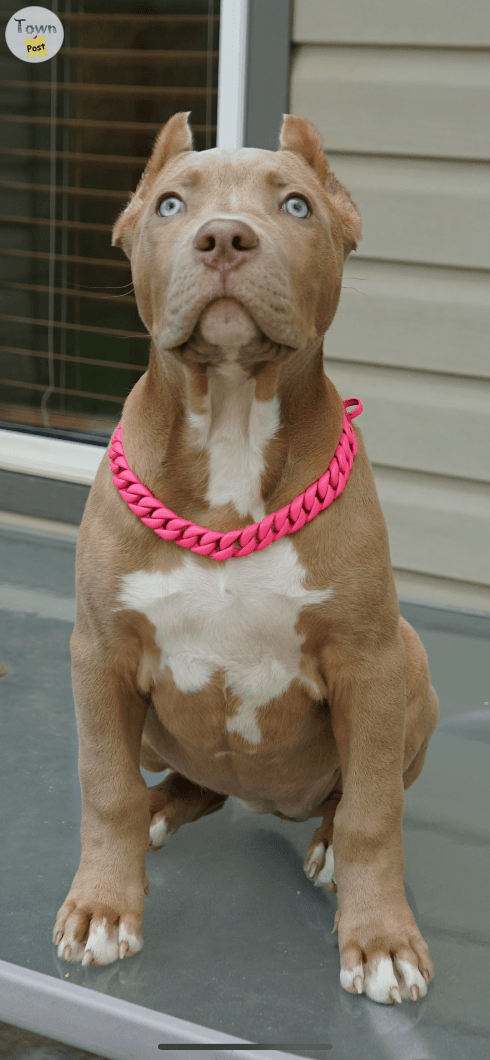 Photo of Female XL American Bully Puppy