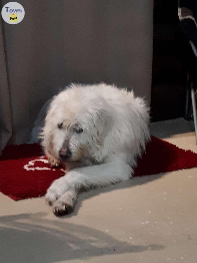 Photo of Lost dog pyrenees cross 