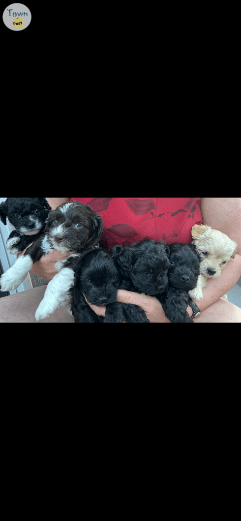 Photo of Puppies for adoption 