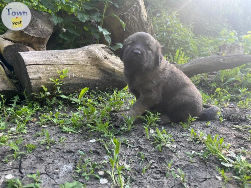 Photo of Kangal cross puppies