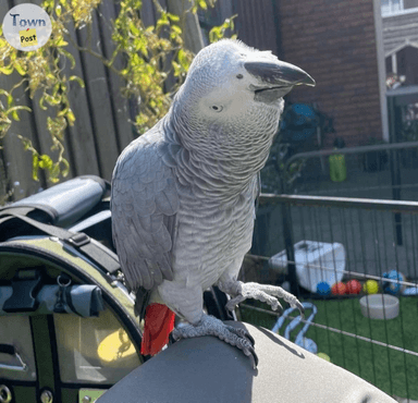 Photo of Baby African Greys Great Companions - 2