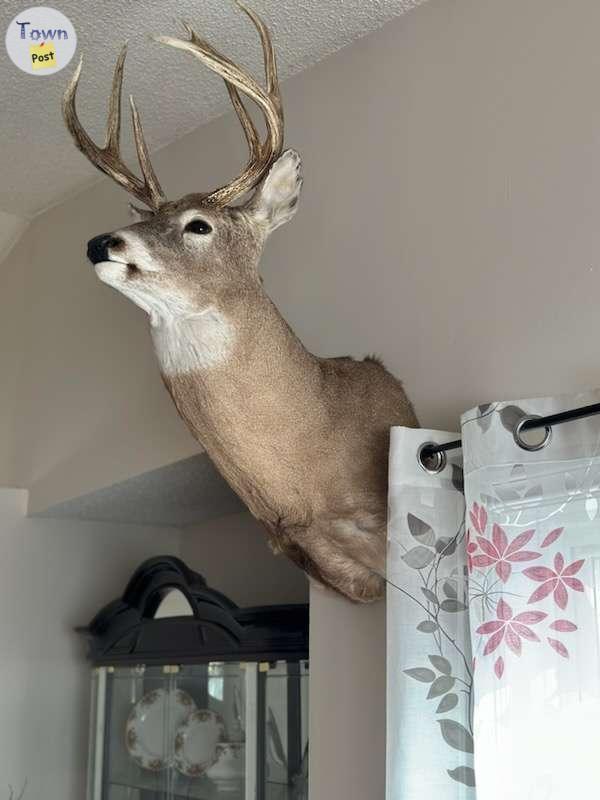 Photo of Mounted deer head