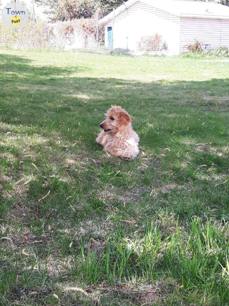 Photo of Beautiful Goldendoodles 