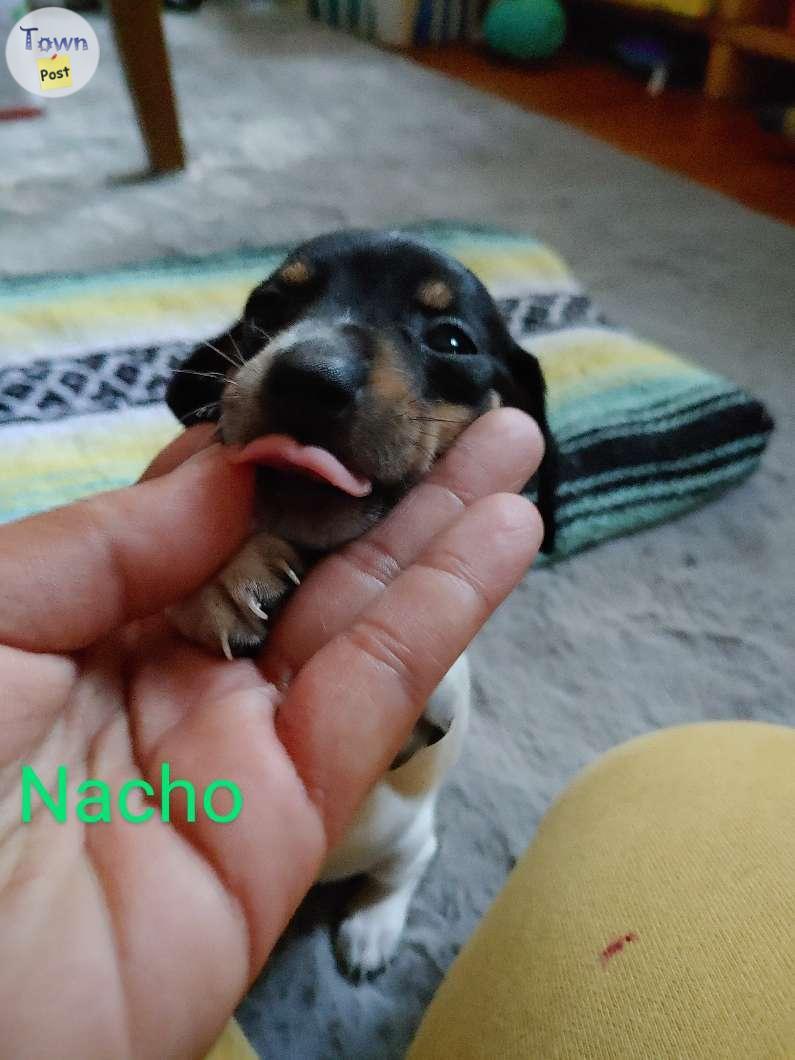 Photo of Gorgeous miniature Dachshunds 