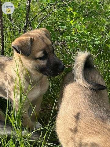 Photo of Puppies for sale