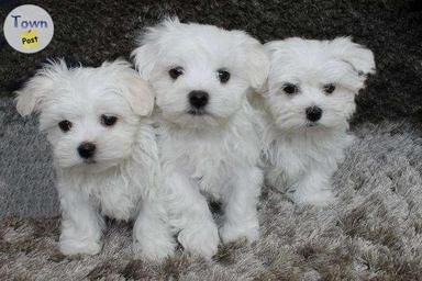 Photo of Maltese Puppies present! - 1