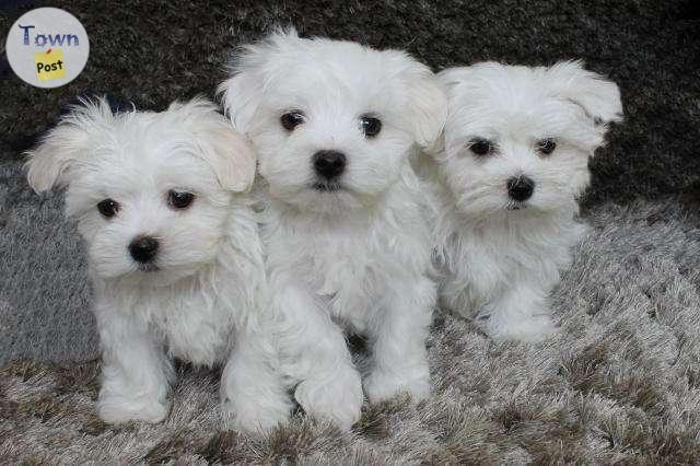 Photo of Maltese Puppies present!