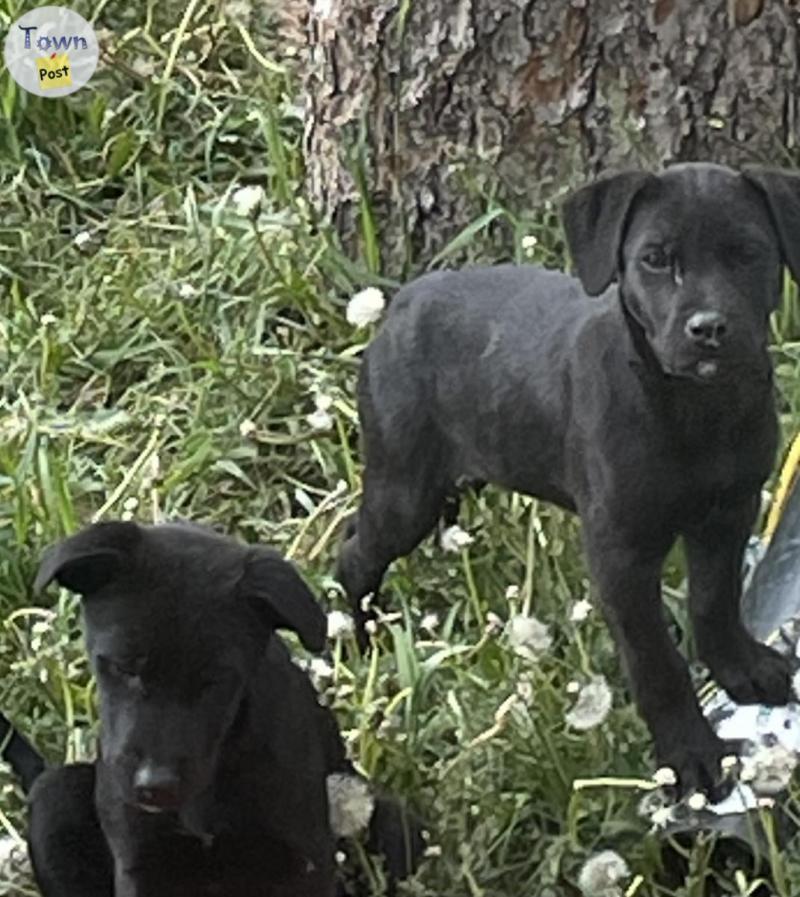 Photo of Lab Pyrenees x American staffie terrier 