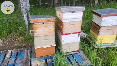 Photo of Production Honey bee colony with Box of Flow Frame - 2