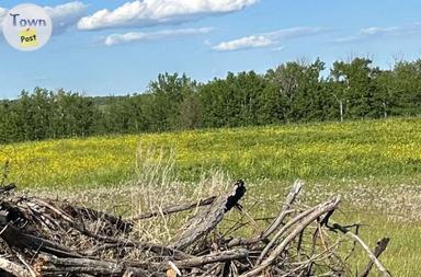 Photo of Mature grassland needs partner - 1